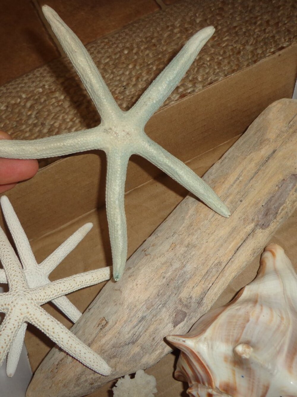 Assortment of Various Sea Shells/Sea Life Driftwood Nature's Beauty - Picture 6 of 8